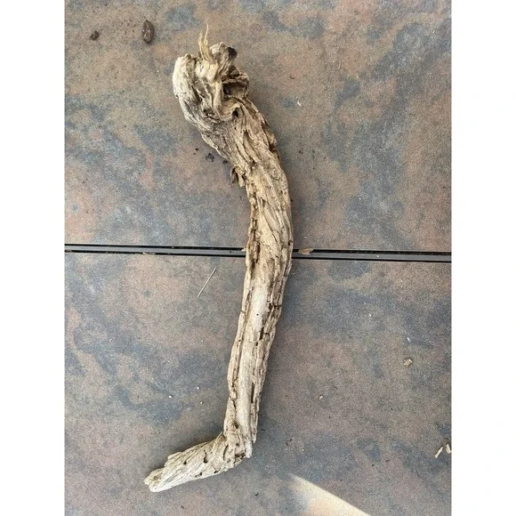 Natural Driftwood for Plants Terrarium Taxidermy Art Projects - Picture 2 of 4